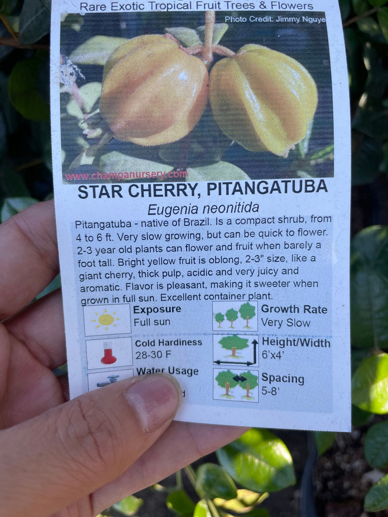 3 gallon potted exotic fruit -yellow star cherry -2 tall tree-similar to picture not exact-pitangatuba-Eugenia neonitida