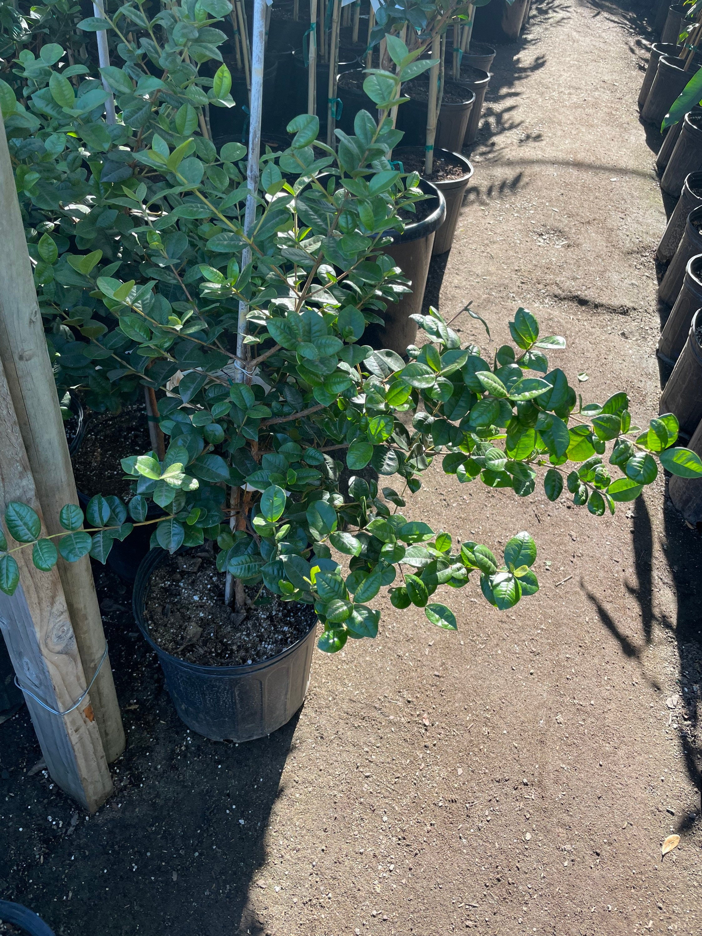 3 gallon potted exotic fruit -yellow star cherry -2 tall tree-similar to picture not exact-pitangatuba-Eugenia neonitida