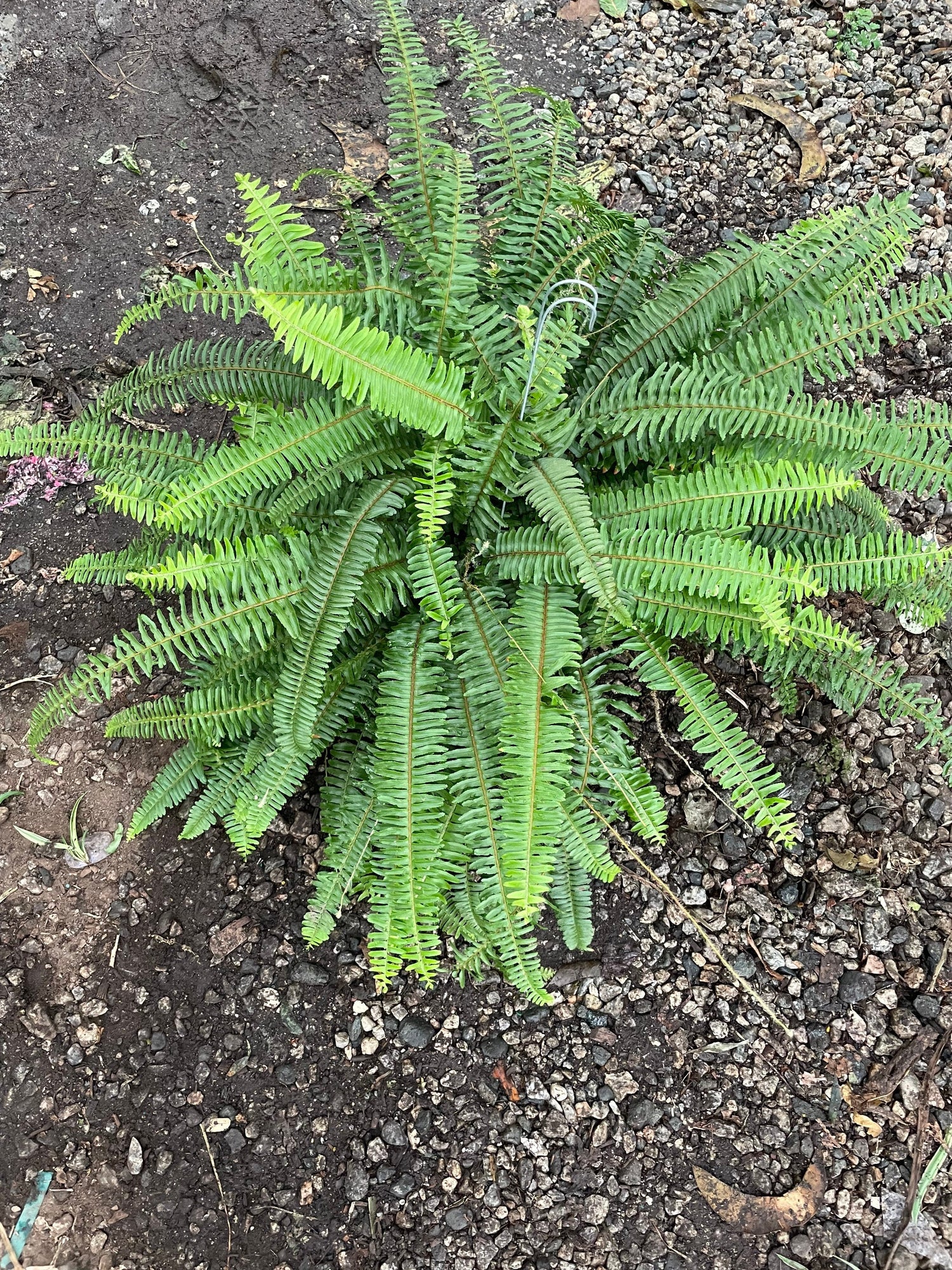 6 inch pot -easy care , low light , air purifier, terrarium-Kimberly queen fern (Nephrolepis obliterata)-1ft wide