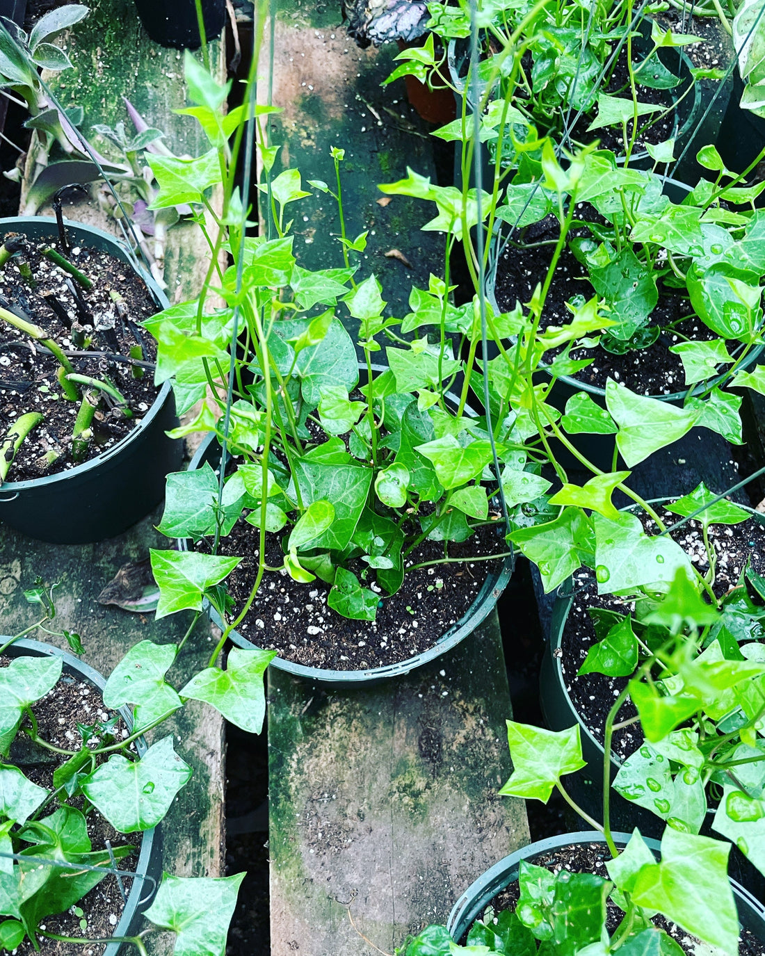 multiple size options -Senecio macroglossus -green ,wax ivy- I’m a succulent not an Ivy!