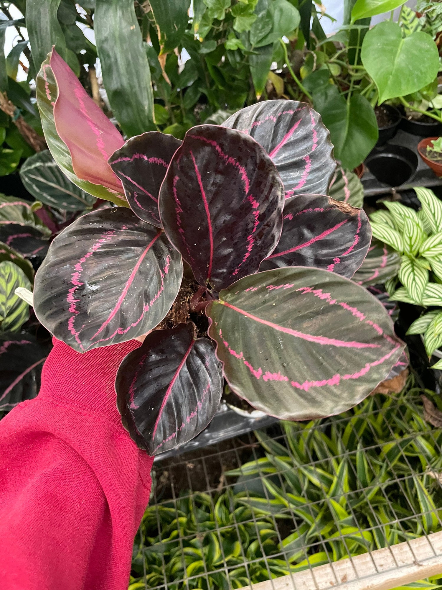 Calathea Roseo Picta -in 4 inch pot-Calathea Roseopicta Dottie Pink Stripe Medallion