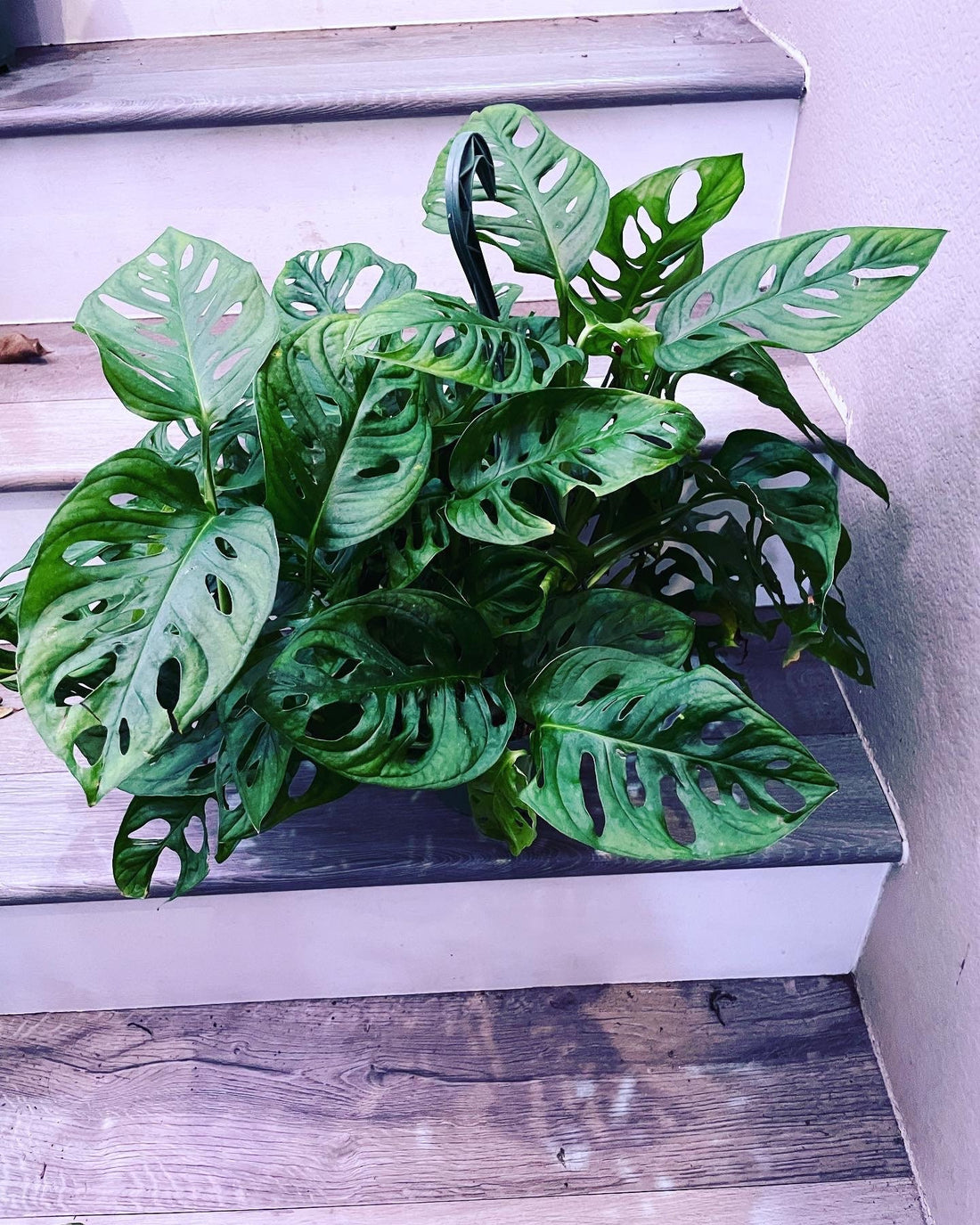 Large 6 inch potted live plant- large leaf form -swiss cheese monstera adansonii- hard to find-similar not exact -