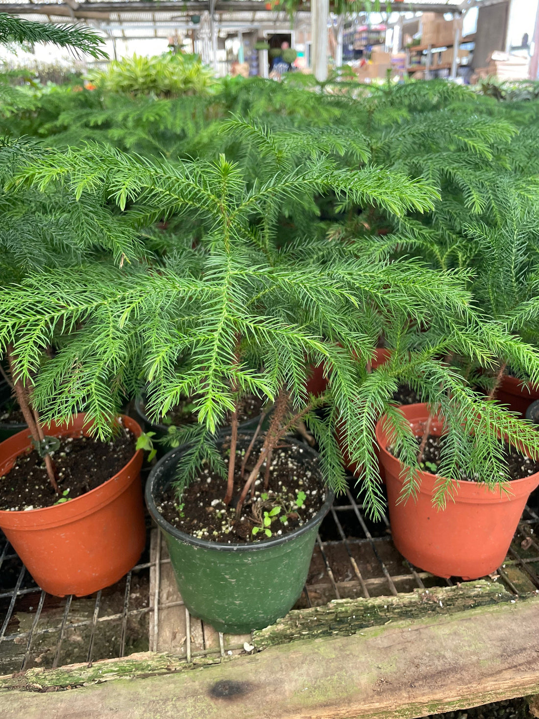 1 ft tall in 6 inches pot live plant -great Christmas tree indoors or outdoors -Norfolk pine