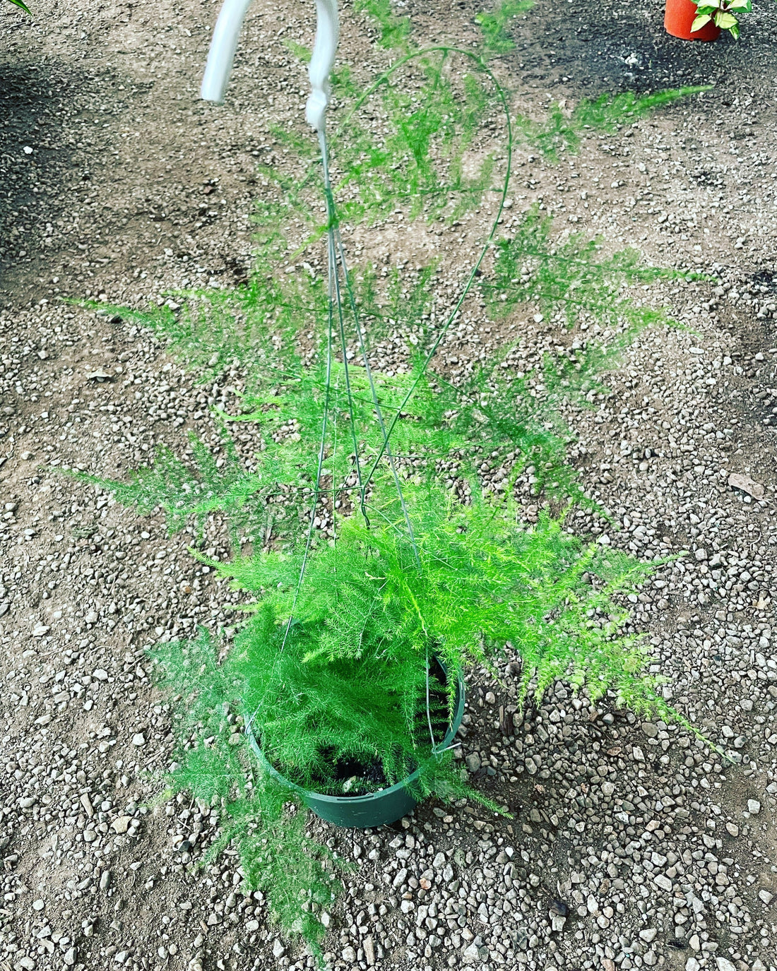 Asparagus Plumosa fern—low  care , low light , air purifier,indoor outdoor