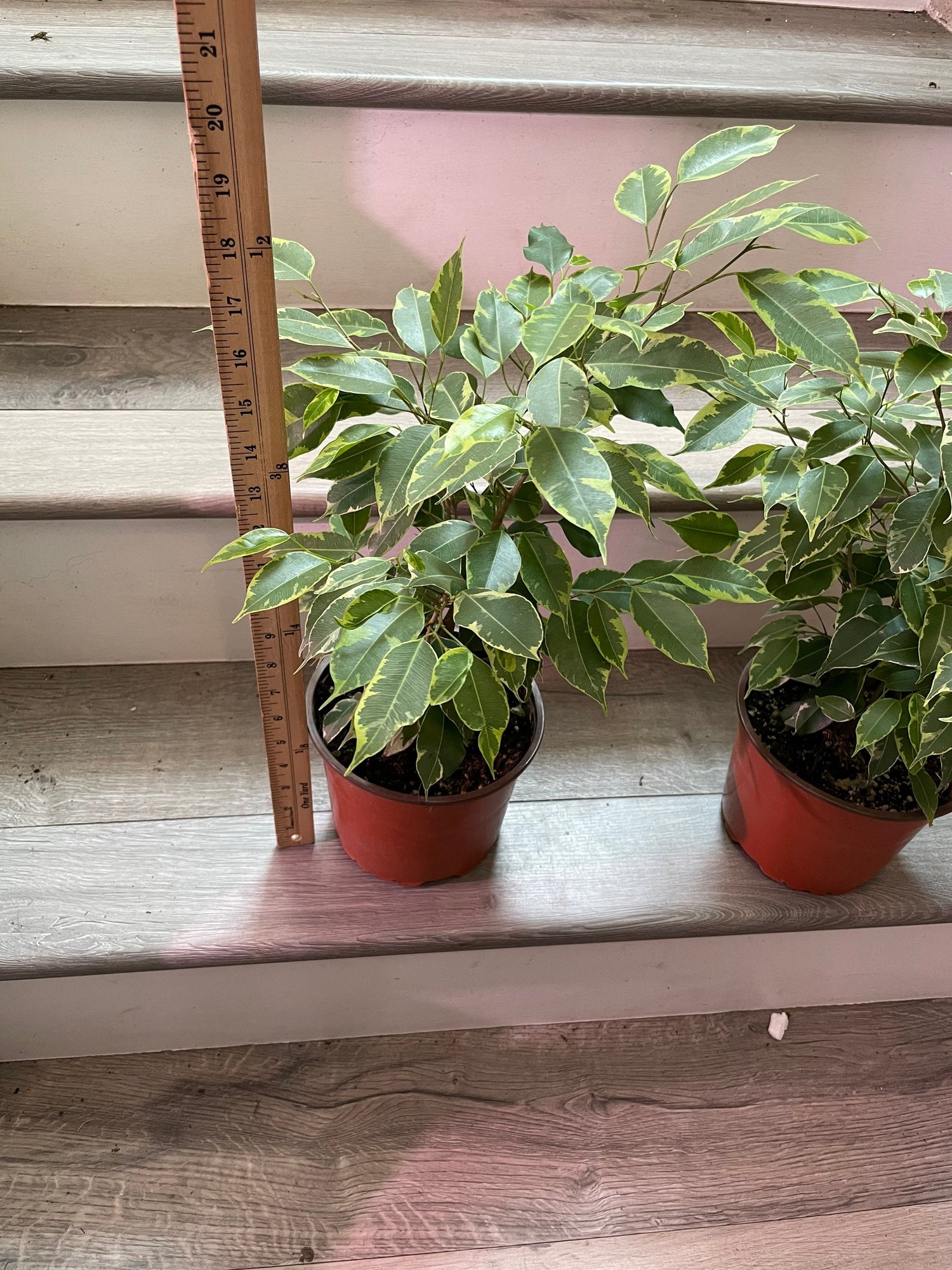 6 inch live tree  in growers pot - 12 to 14  inches tall variagated ficus benjamina -easy indoor, air purifier