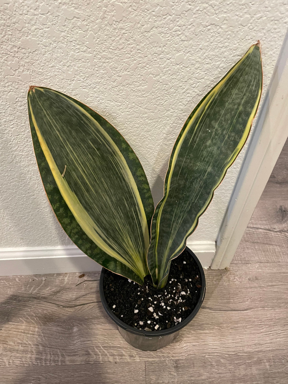 8-10 Inches tall - air purifier easy care-Sansevieria masoniana whale fin -variegated rare-not exact plant-based on what’s in stock