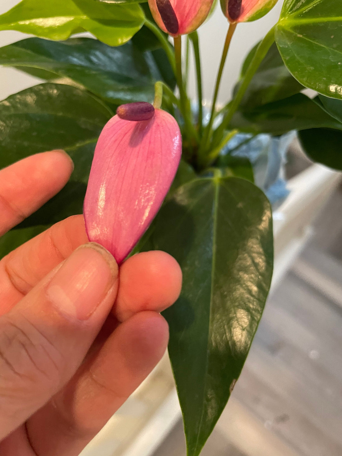 Hard to find - 4 inch potted live plant -light purple anthurium- anthurium zizou