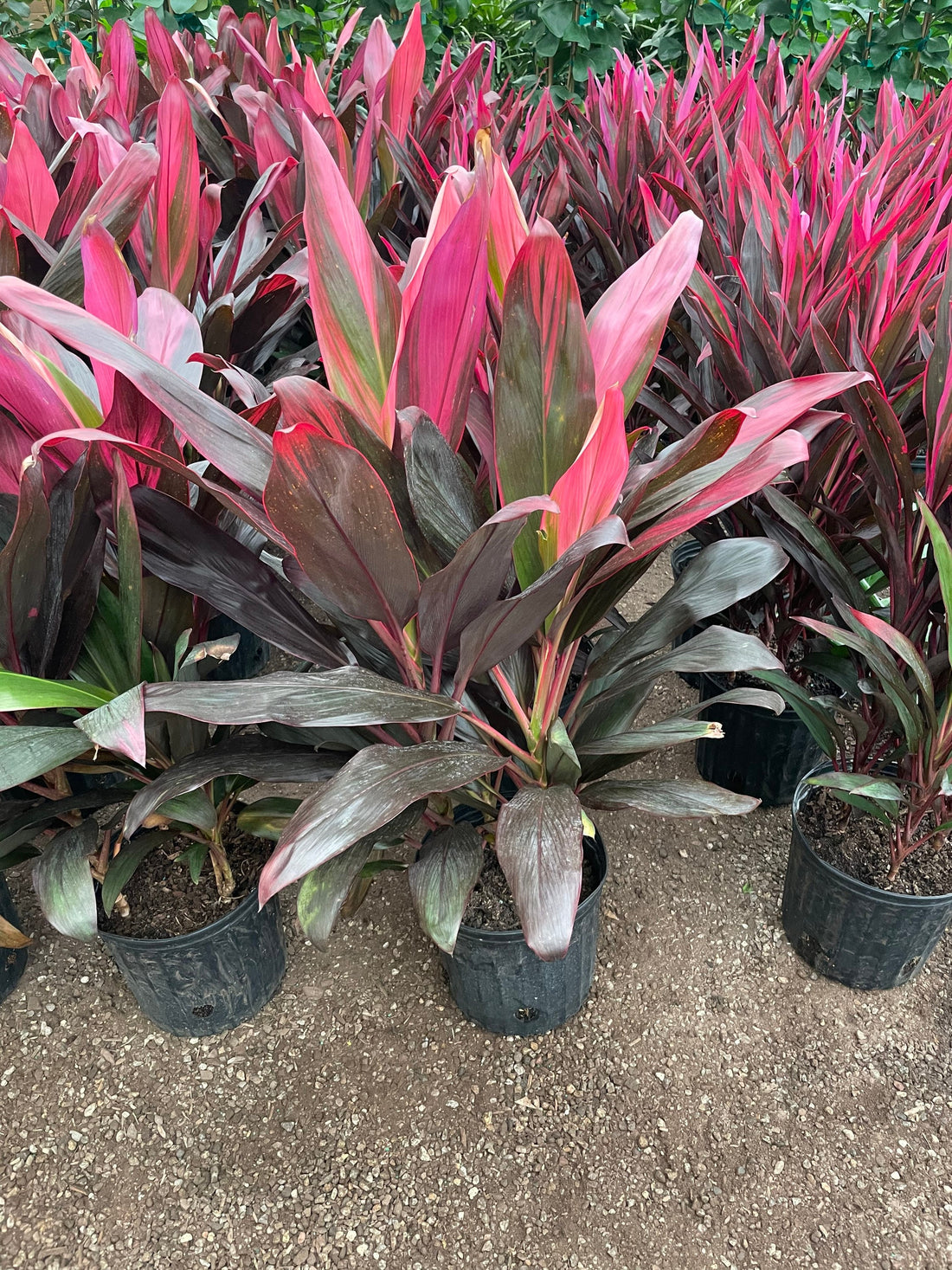 X Large 2-3-ft Cordyline -red sister-wide leaves -similar to picture not exact-5 gallon pot