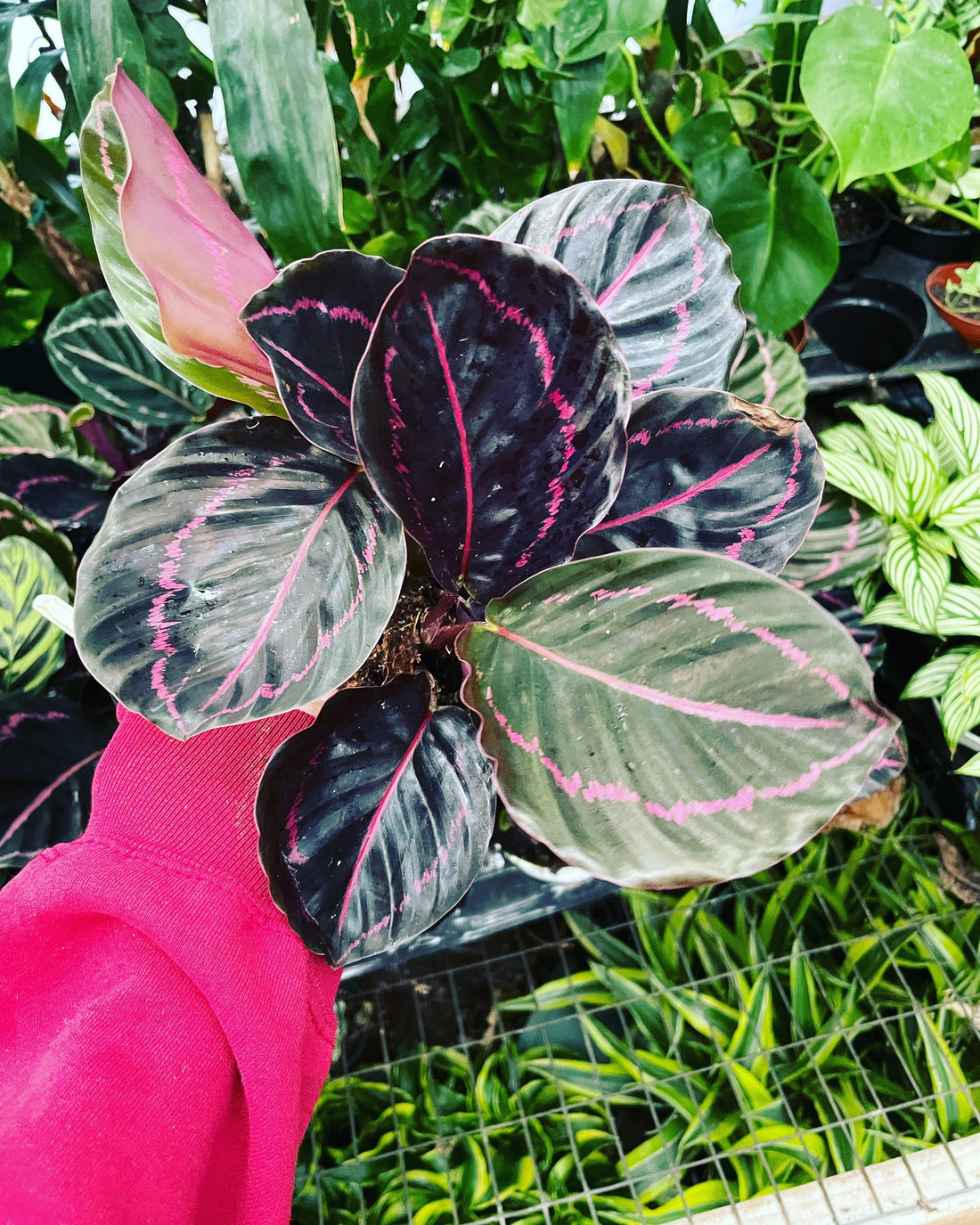 Calathea Roseo Picta -in 4 inch pot-Calathea Roseopicta Dottie Pink Stripe Medallion