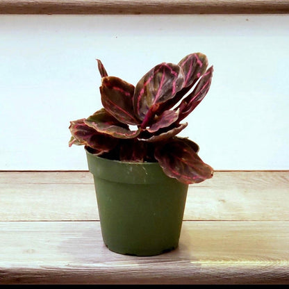 Calathea Roseo Picta -in 4 inch pot-Calathea Roseopicta Dottie Pink Stripe Medallion