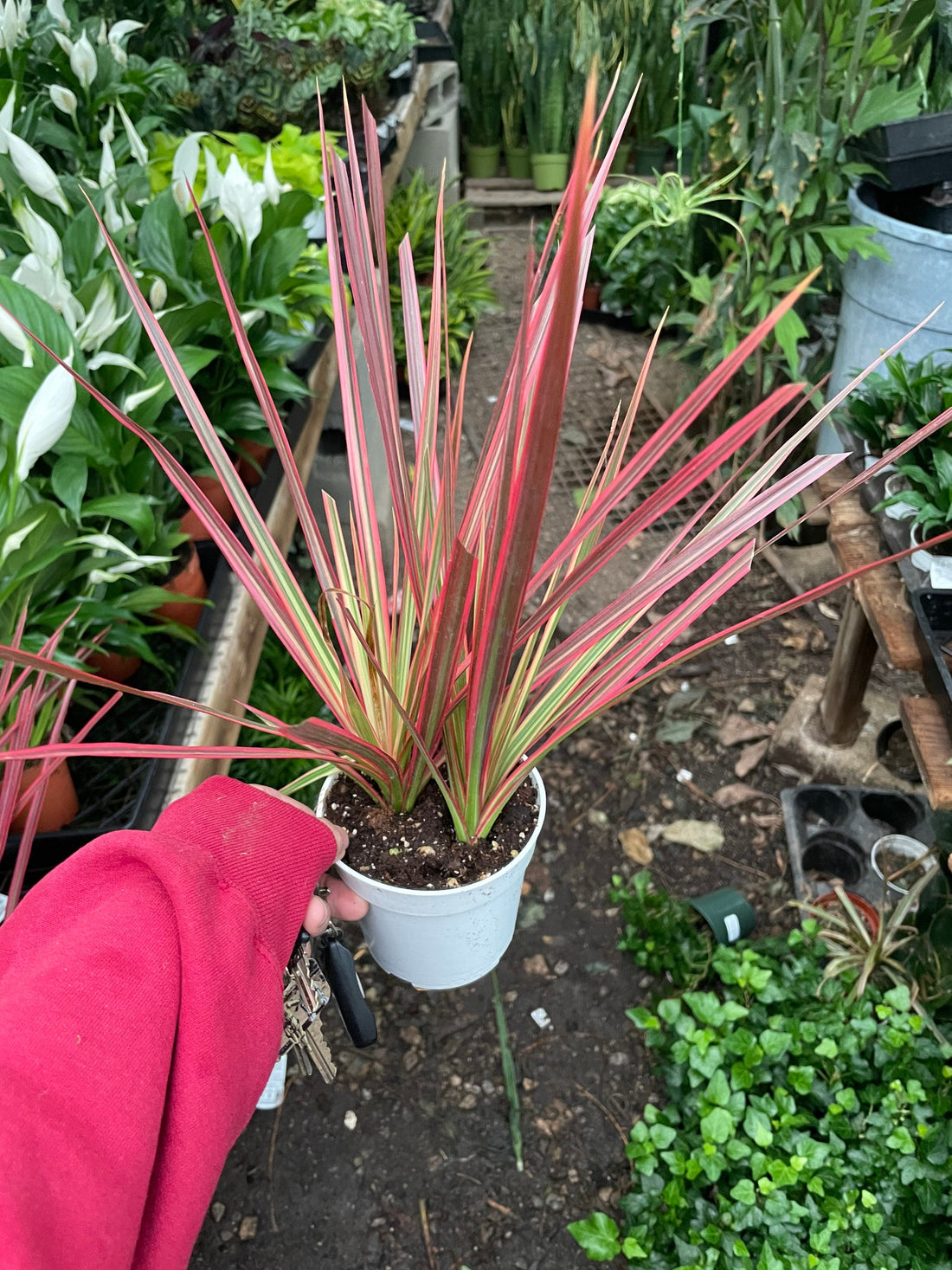 Dracaena Marginata Colorama-air  purifier-easy care-similar to picture 2 sizes pink plant- 1 plant with growers pot