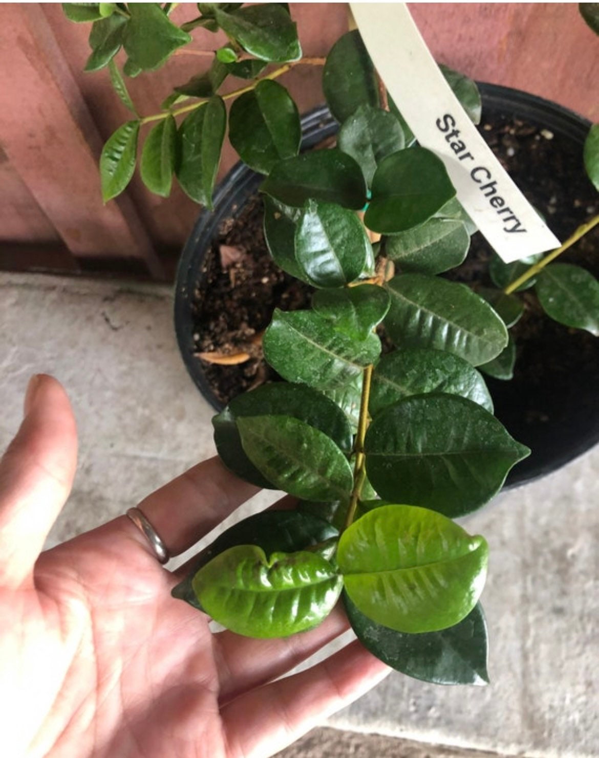 7 gallon potted -why wait ? fruiting size -yellow star cherry -3 -4 ft tall tree-similar to picture not exact-pitangatuba-Eugenia neonitida