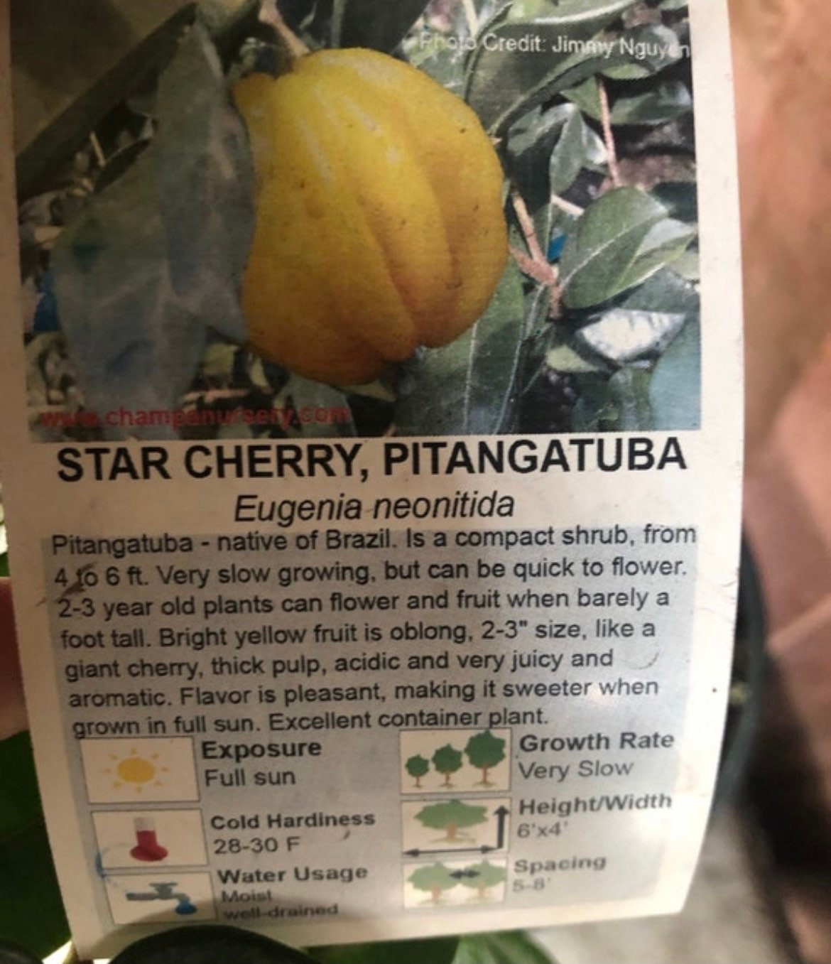 3 gallon potted exotic fruit -yellow star cherry -2 tall tree-similar to picture not exact-pitangatuba-Eugenia neonitida