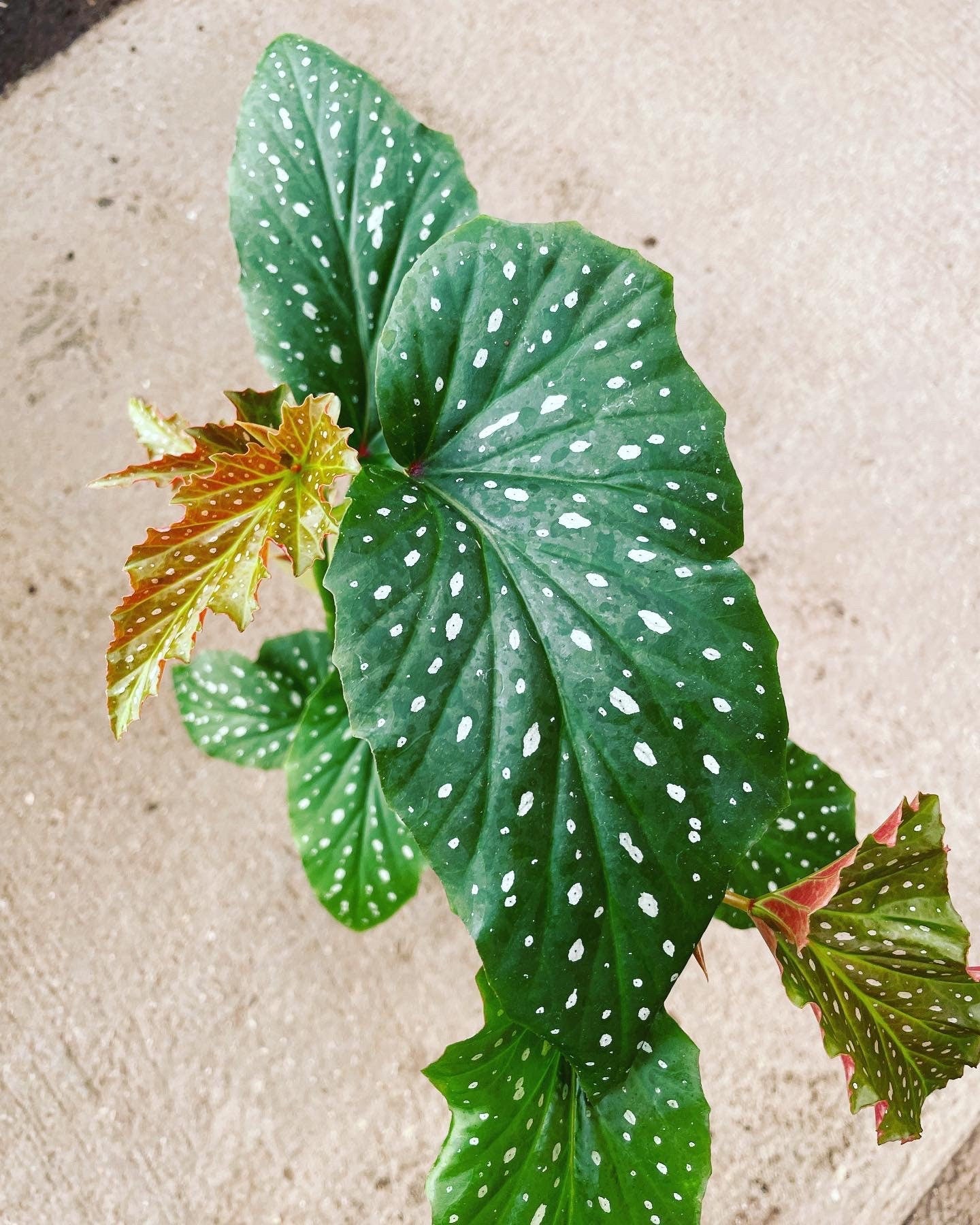 2ft  tall in 6 inch potted live plant -Cane Begonia-green with white spots similar to picture