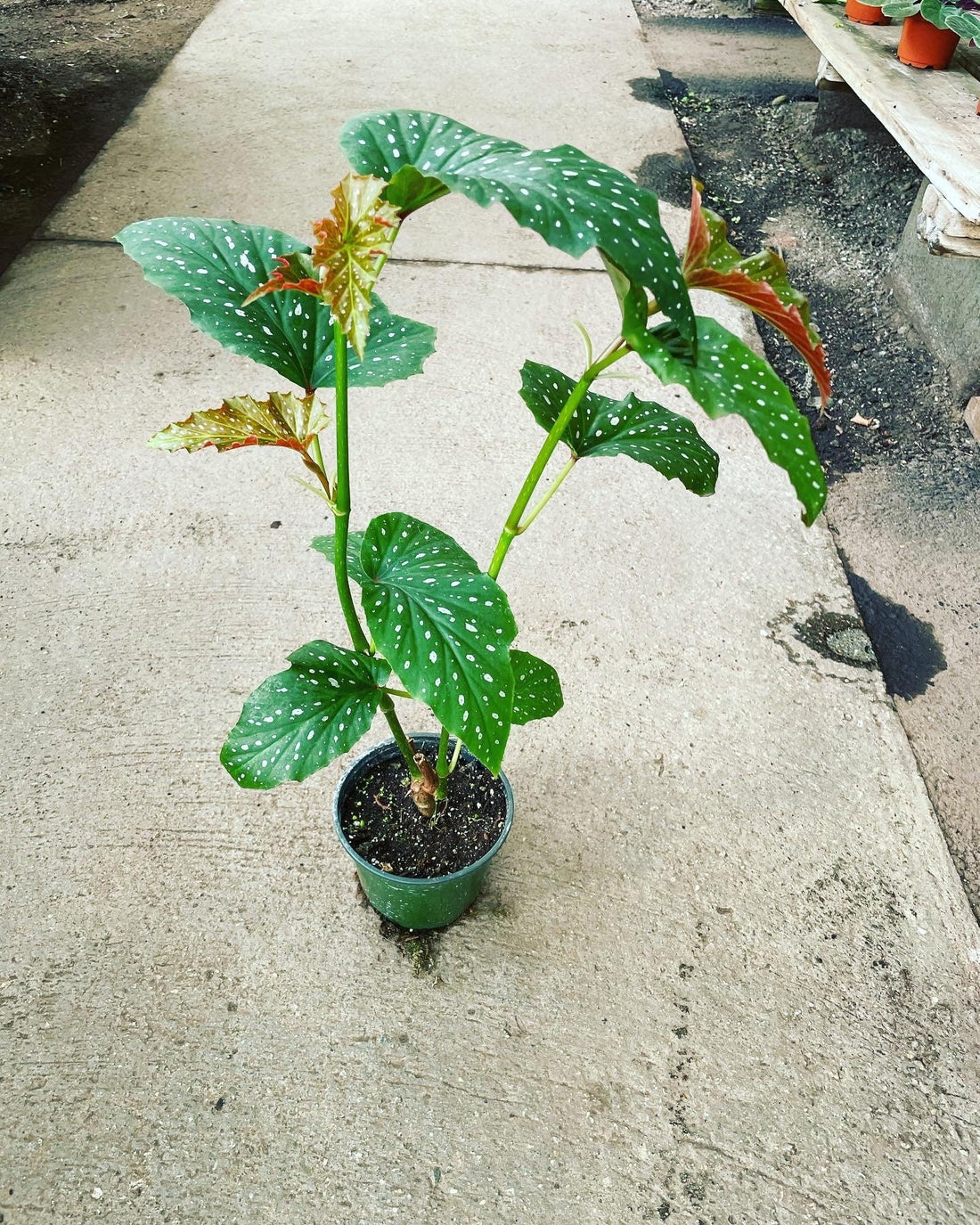 2ft  tall in 6 inch potted live plant -Cane Begonia-green with white spots similar to picture