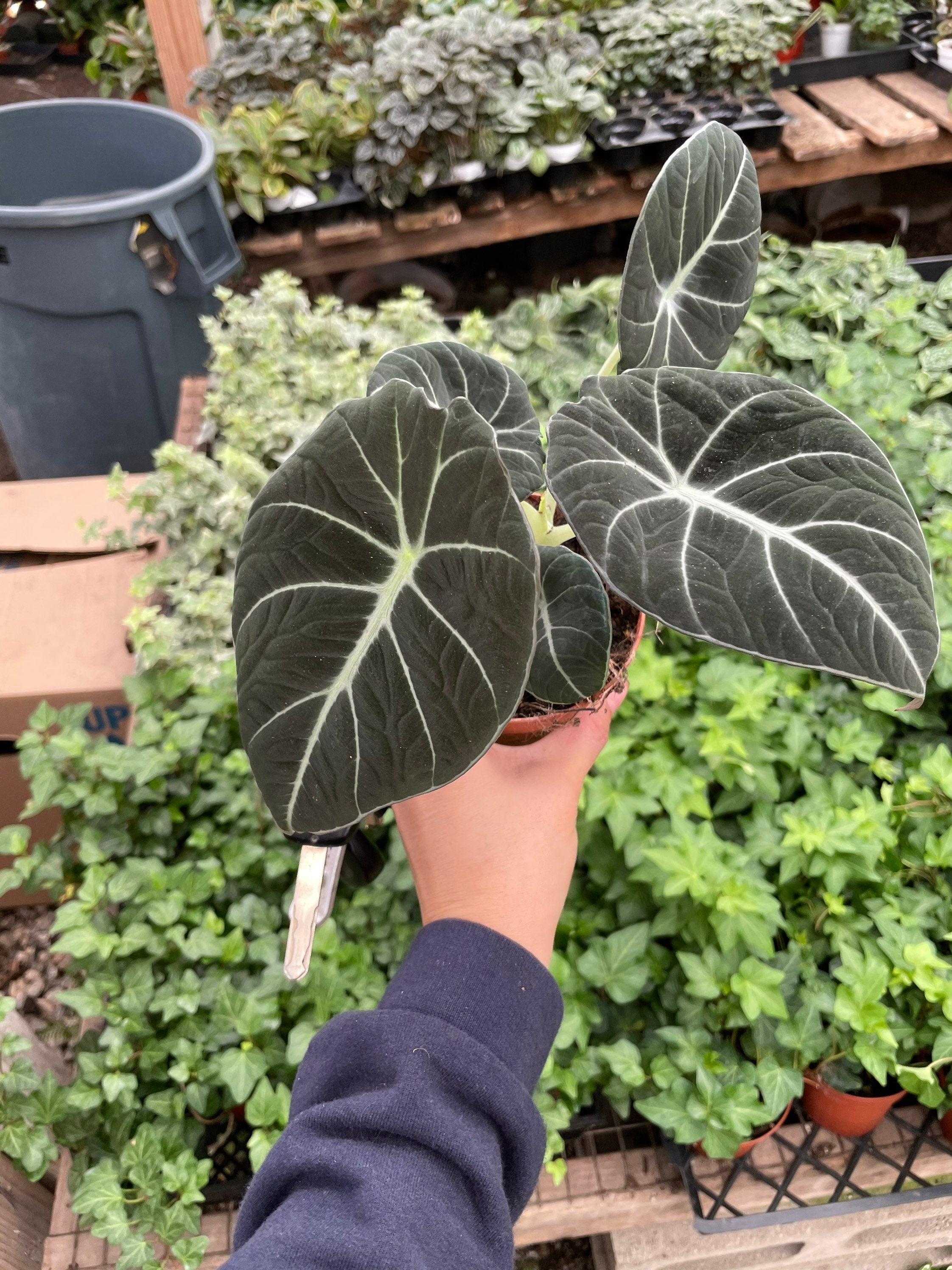 Large -4 inch pot-alocasia black velvet