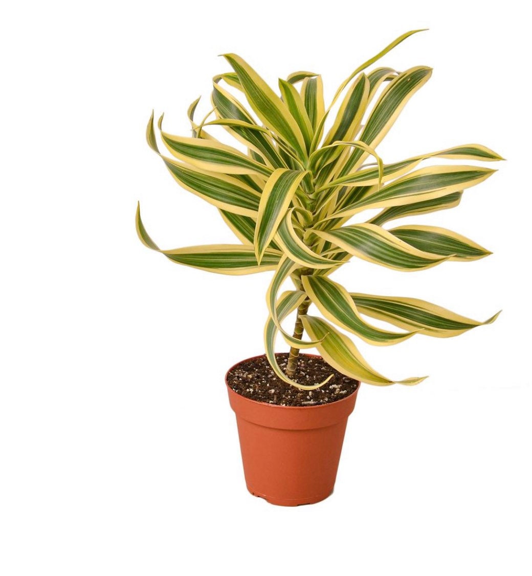 4 inch potted -Song of India- variegated Dracaena