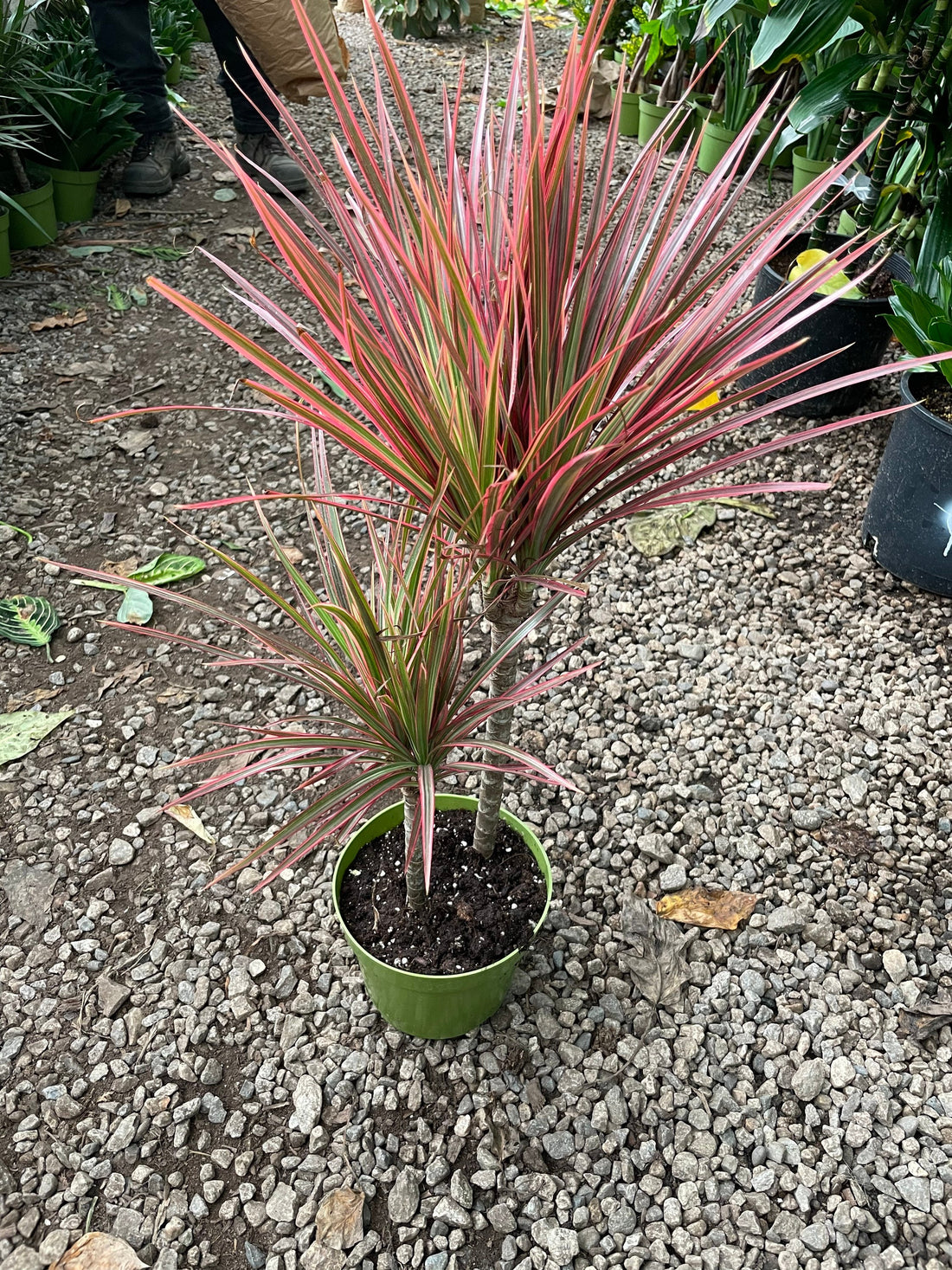 Dracaena Marginata Colorama-air  purifier-easy care-similar to picture 2 sizes pink plant- 1 plant with growers pot