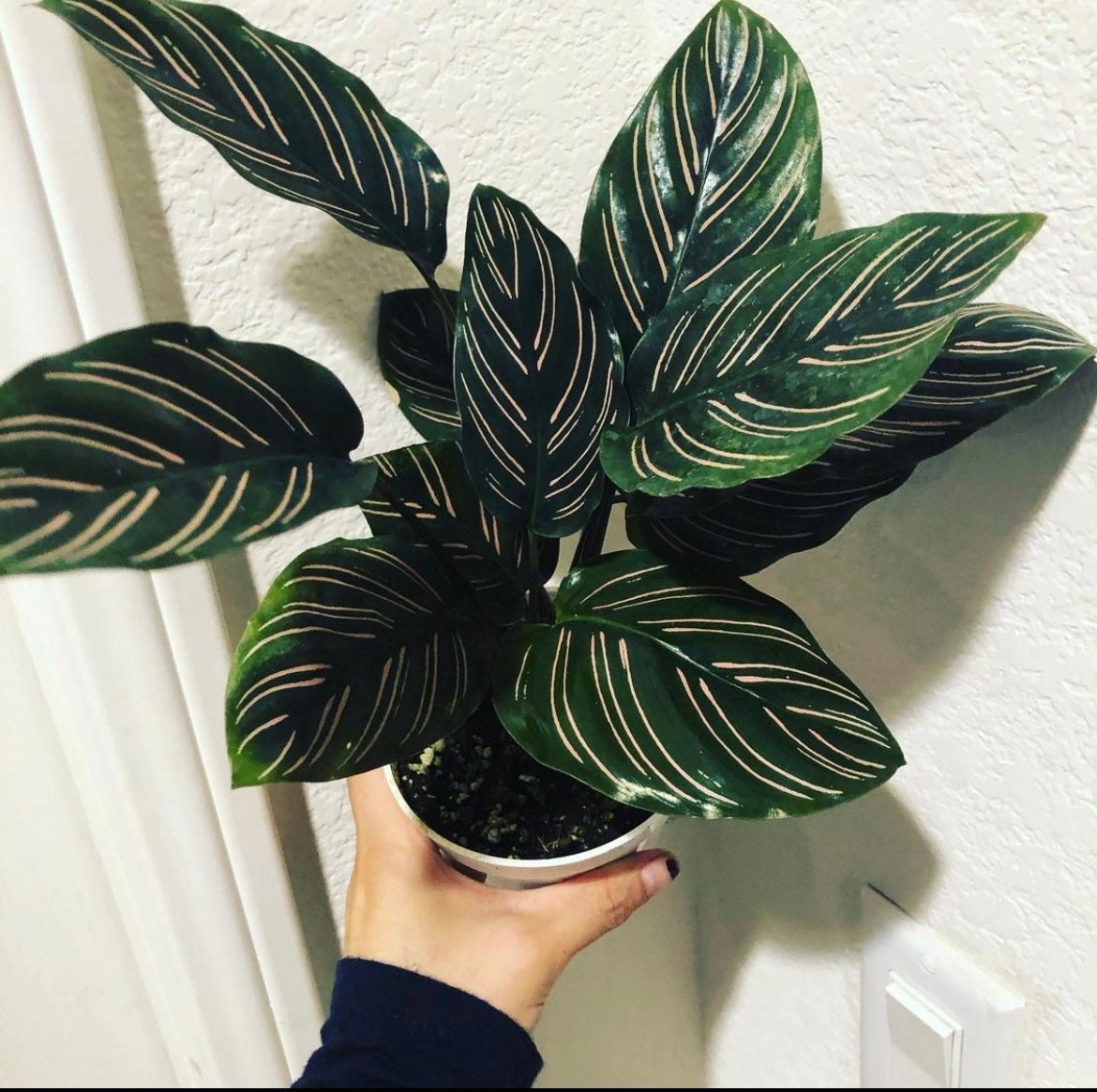 4&quot; Calathea Ornata , live house plant - air purifying plant-pet friendly