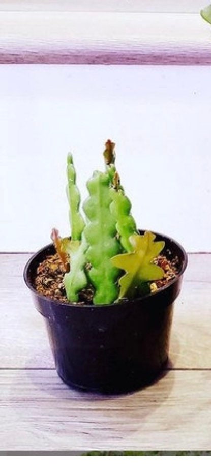 Hard to Find -Cactus (Rare Ric Rac)  -Fish Bone Cactus -Epiphyllum Anguliger-zig zag