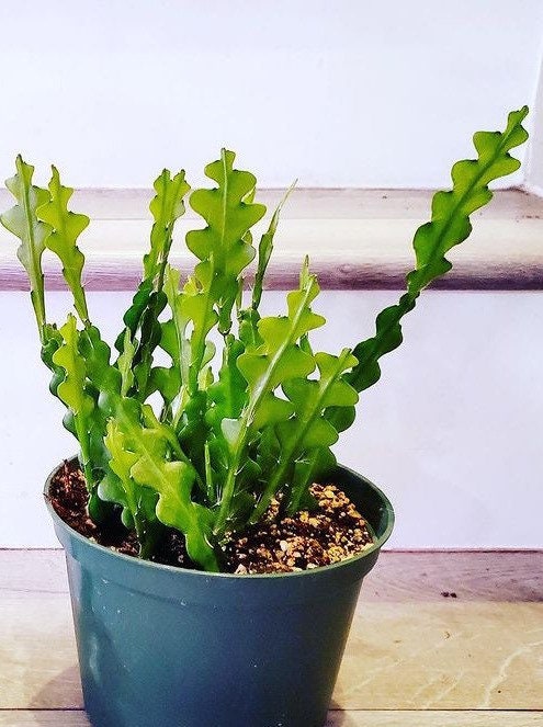 Hard to Find -Cactus (Rare Ric Rac)  -Fish Bone Cactus -Epiphyllum Anguliger-zig zag