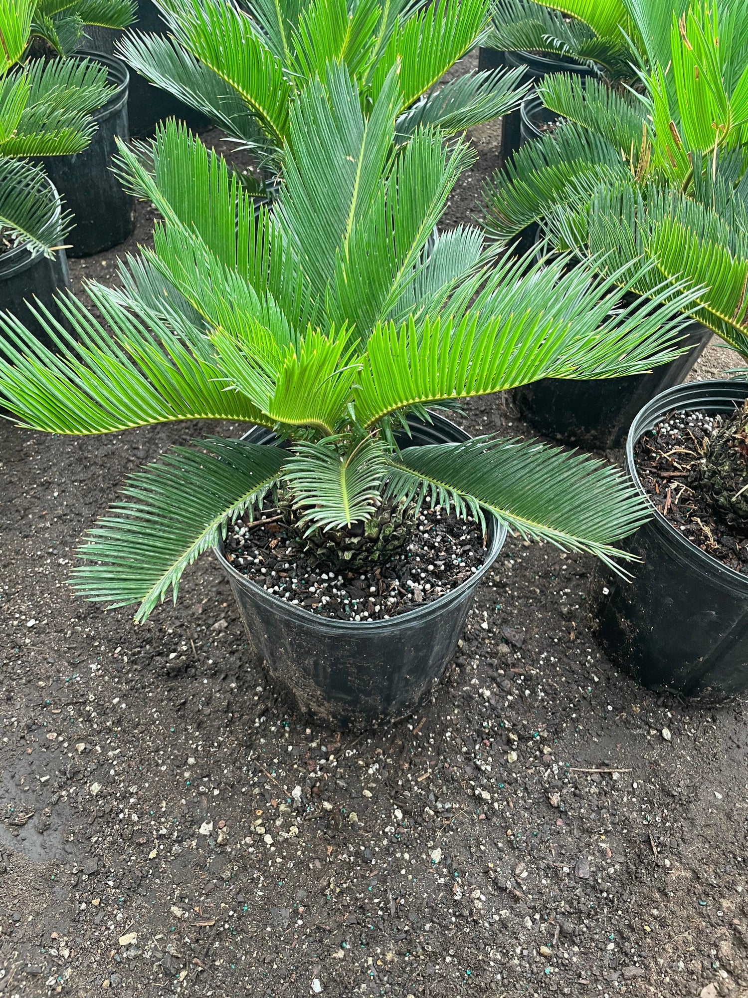 Large Sago Palm -3 gallon -indoor or outdoor -low maintenance easy care-similar to picture not exact