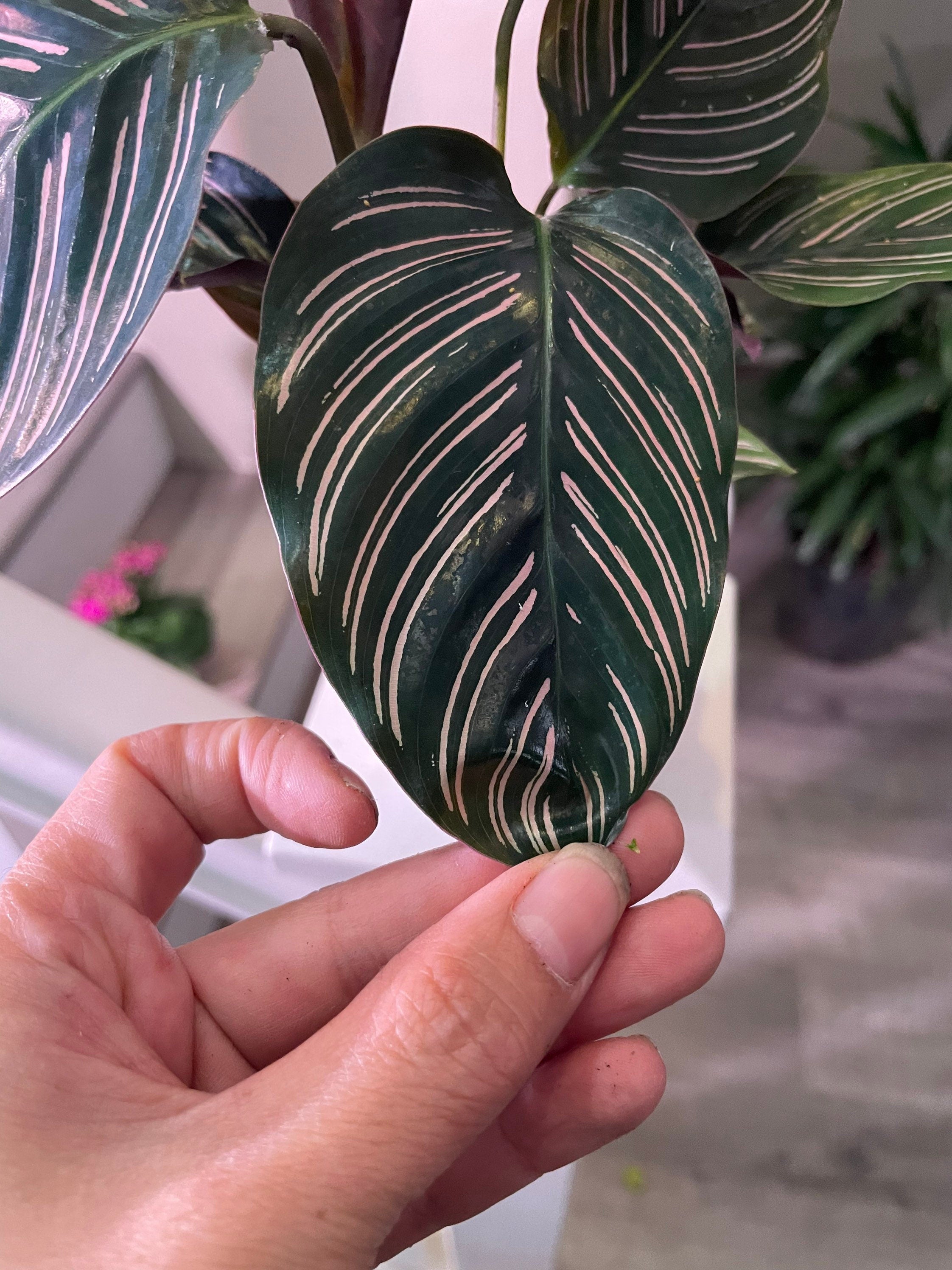 4&quot; Calathea Ornata , live house plant - air purifying plant-pet friendly