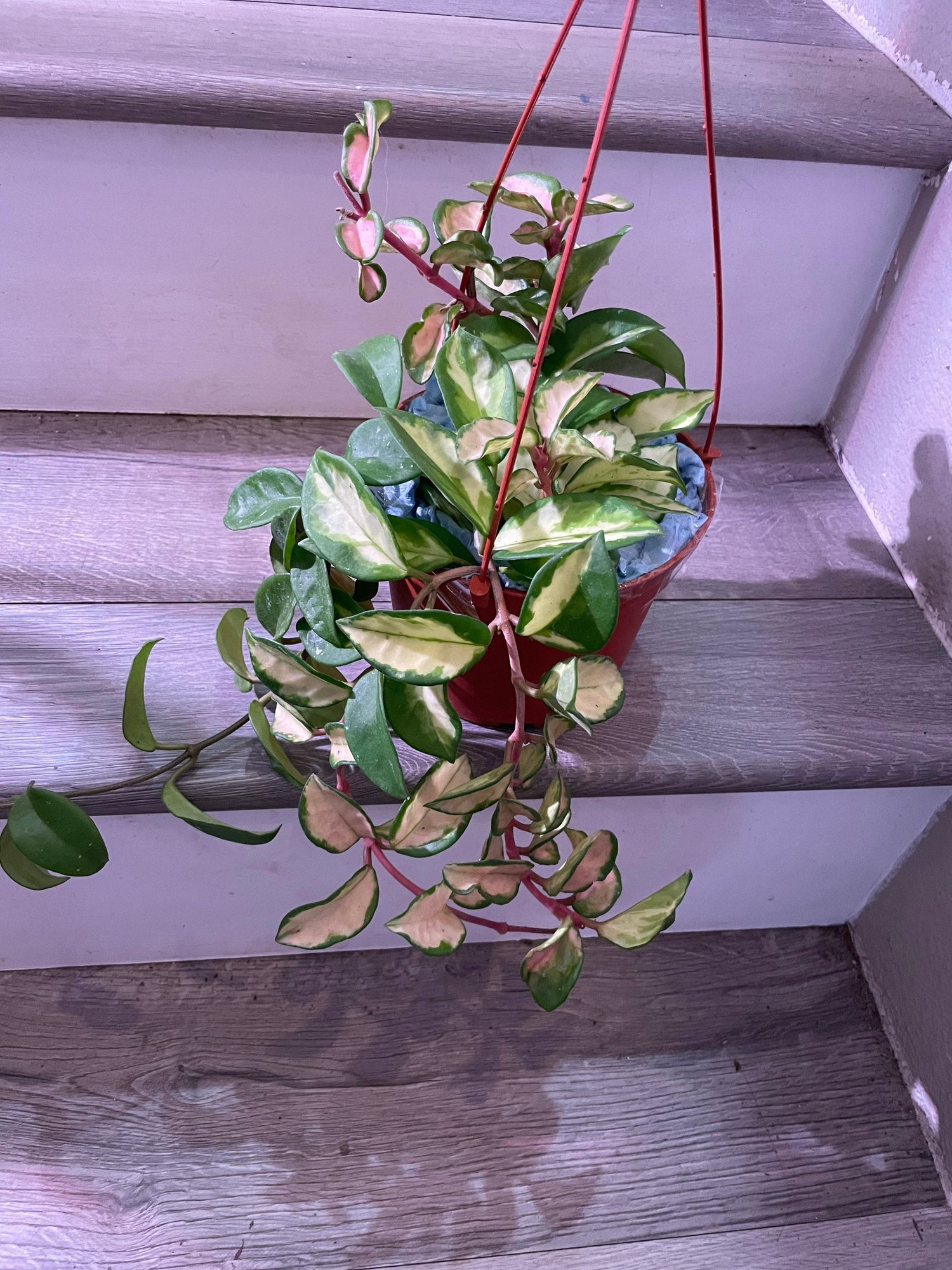 6 inch pots -Large Hoya carnosa tricolor princess leaves turn red when sun stressed and on new growth. Not exact plant