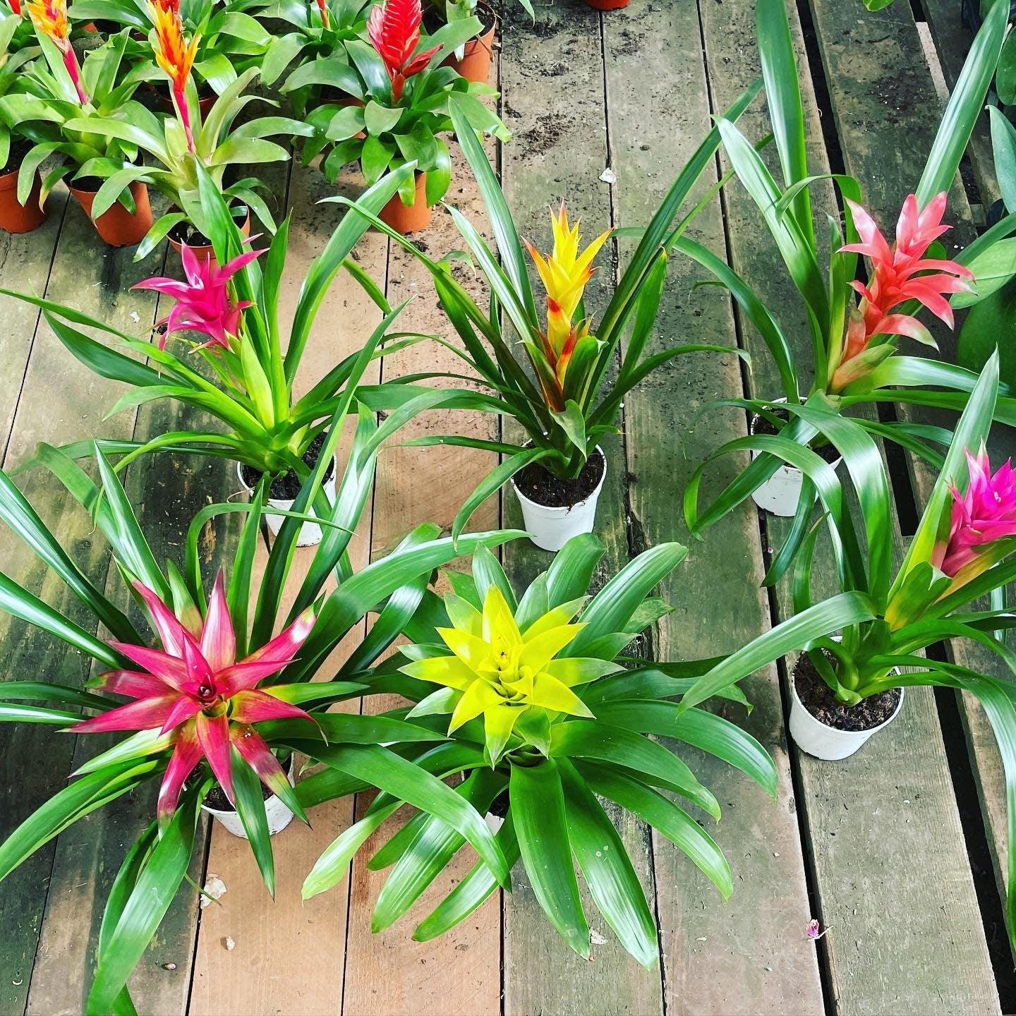 Bromeliad Starter Bundles -6 inch tall inn4 inch growers pot -growers choice