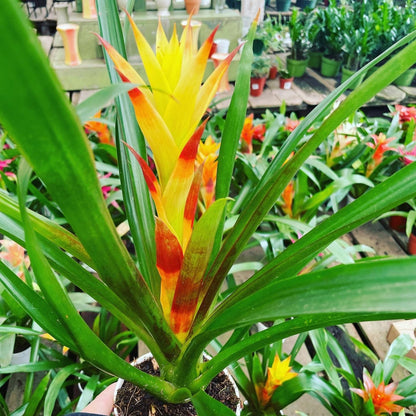 6 inch  tall in 4 inch pot -Colorful Bromeliad -easy care keep water in flower cup! Will pup again once bloomed !