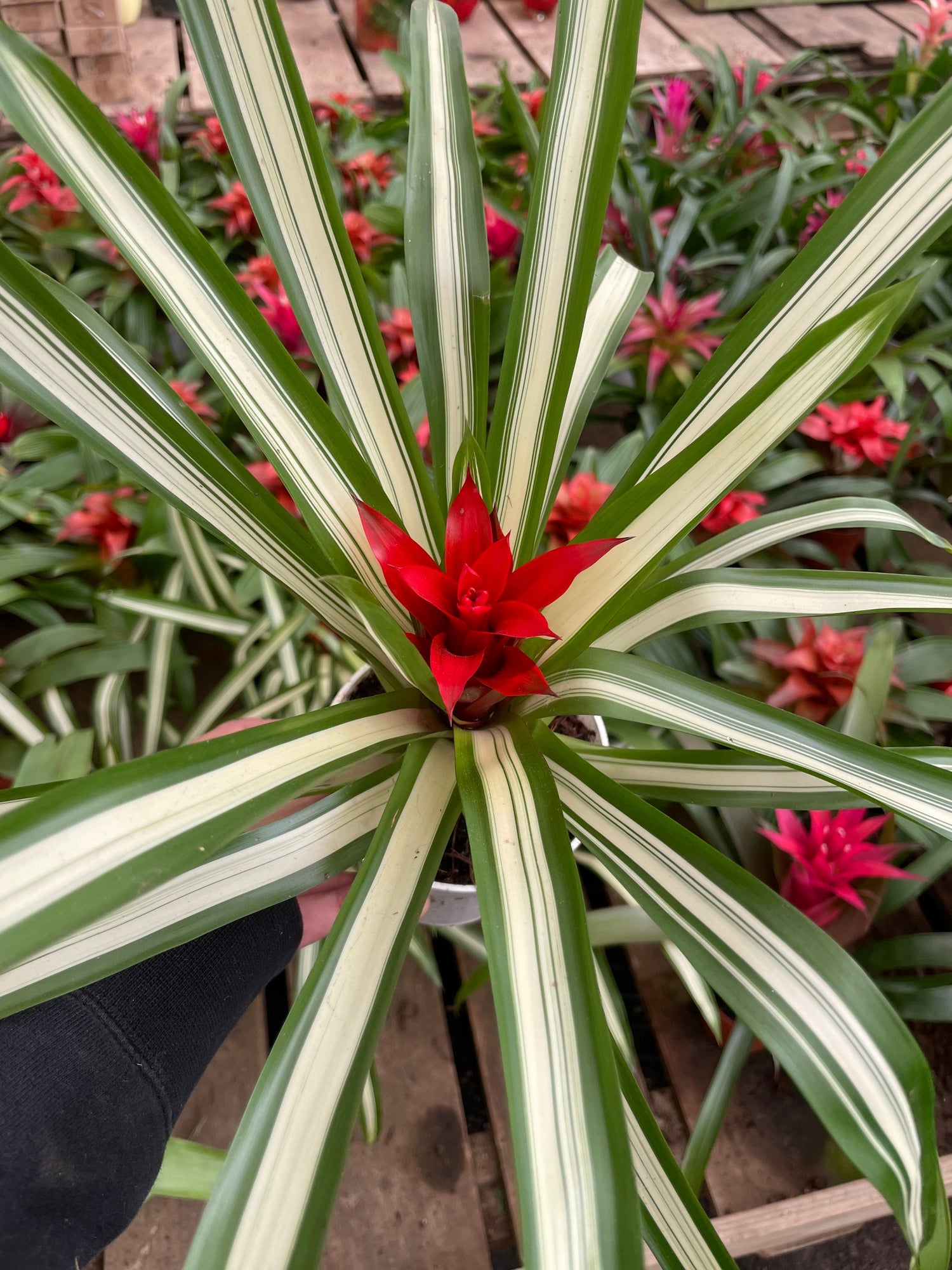 6 inch  tall in 4 inch pot -Colorful Bromeliad -easy care keep water in flower cup! Will pup again once bloomed !