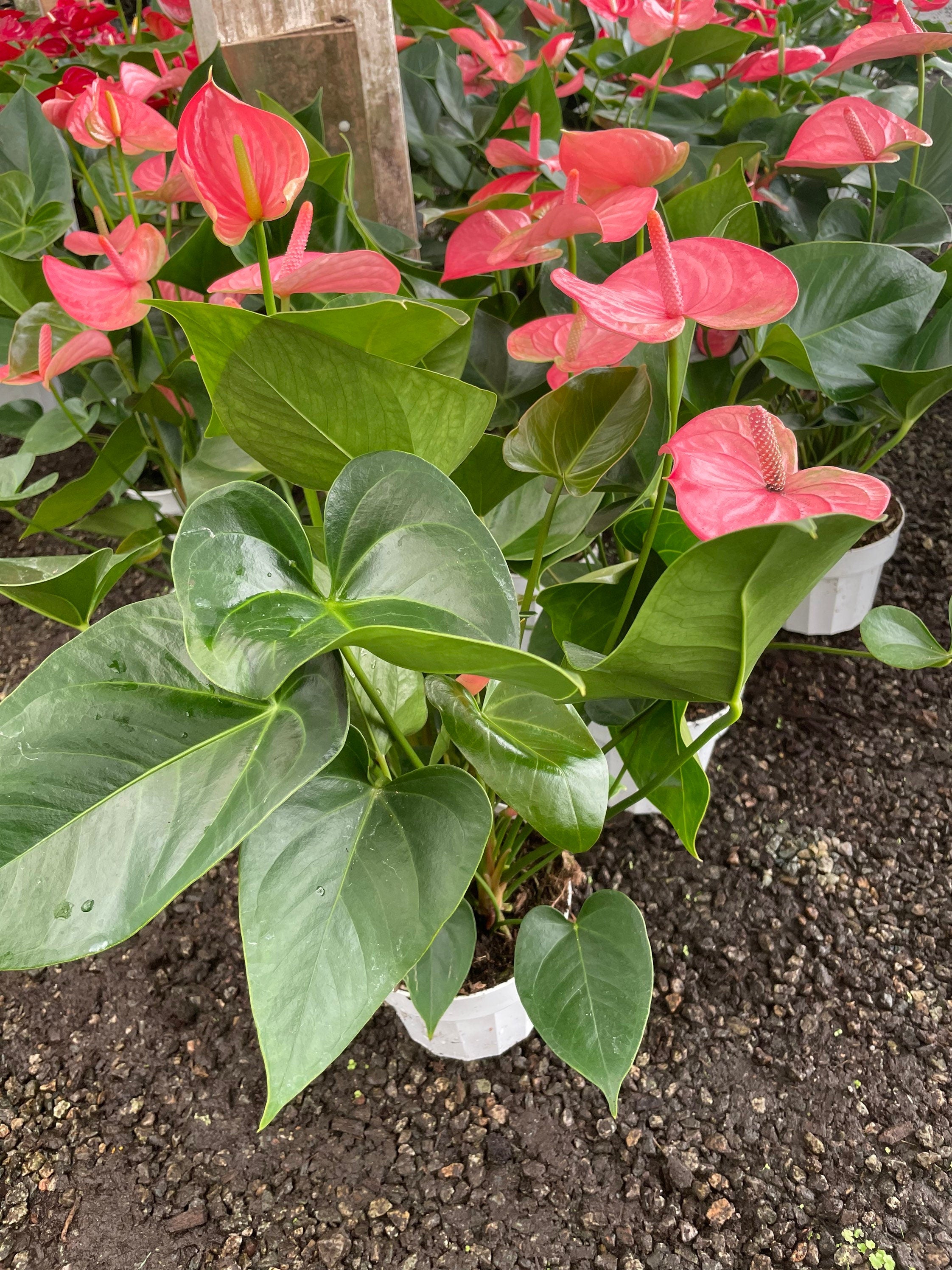 Large -1.5ft to 2ft tall -6 inch potted live plant - Pink and white Anthurium -air purifier-needs humidity