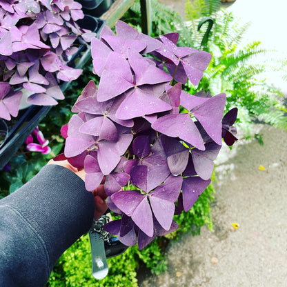 Purple or Green oxalis -Oxalis triangularis, commonly called false shamrock -different sizes -similar to photo not exact - colors vary