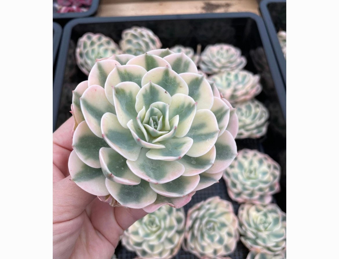 rare -Echeveria ‘Compton Carousel’-‘Lenore Dean’-similar to picture-multiple options