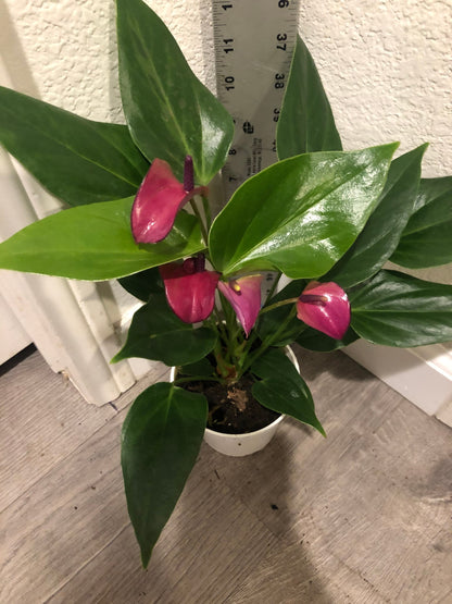 Hard to find - 4 inch potted live plant -deep purple magenta anthurium