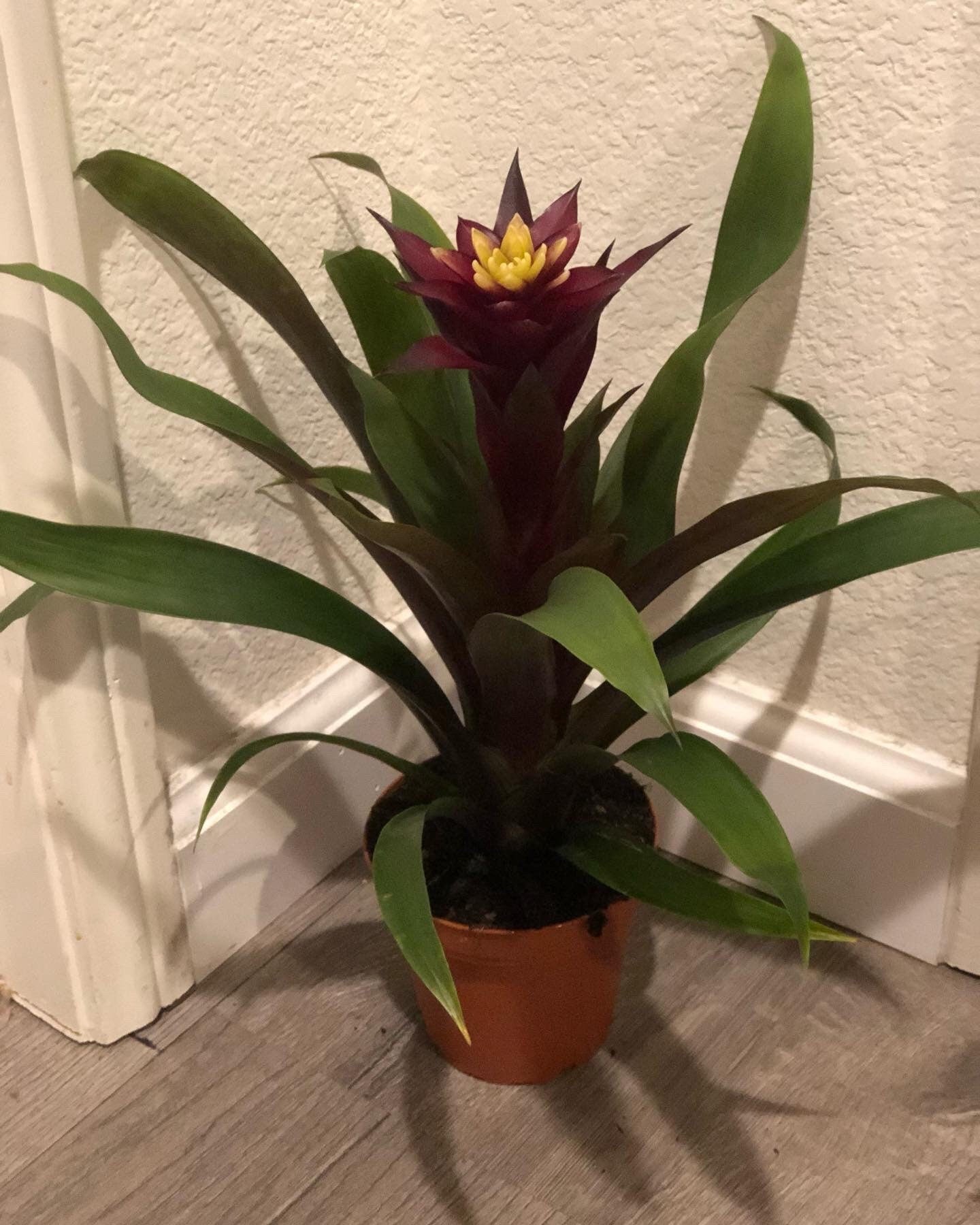 6 inch tall BROMELIAD Francesca- magenta and yellow flowers grown indoors. soiless , water the flower cups! hard to find