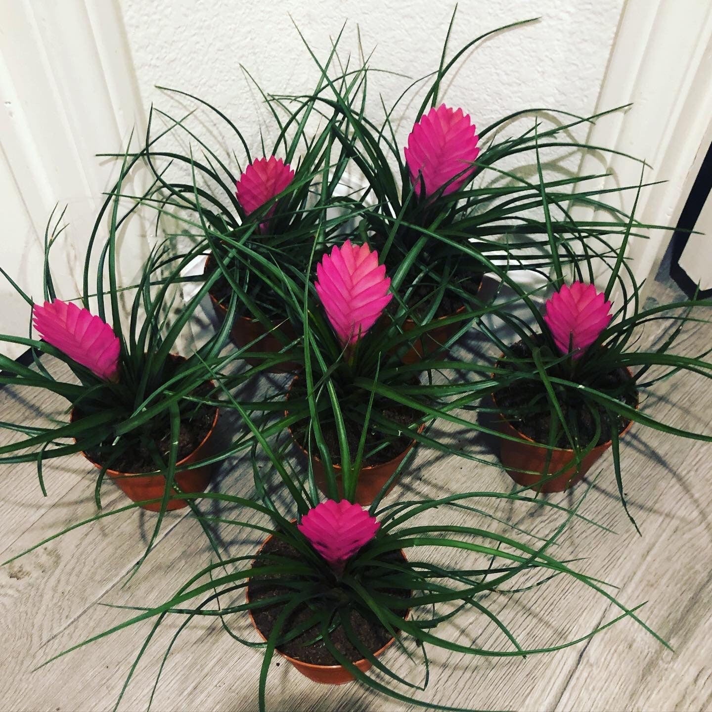 4 inch potted pink bromeliad Tillandsia air plant - east care , pink quill Bromeliad, Tillandsia cyanea, wallisea -large bloom-purple blooms