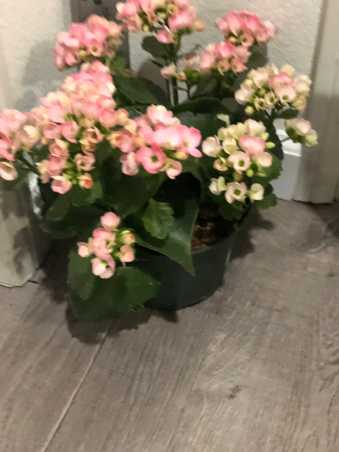 Large 6 inch Live potted -extra large cherry blossom like blooms -Pink Kalanchoe-similar to photo not exact