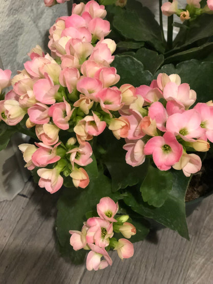 Large 6 inch Live potted -extra large cherry blossom like blooms -Pink Kalanchoe-similar to photo not exact