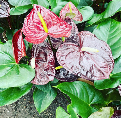 Large 1.5 ft to 2ft tall -6 inch pot - Black , dark red ,deep purple Anthurium easy care, air purifier-large leaves , large blooms