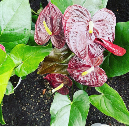 Large 1.5 ft to 2ft tall -6 inch pot - Black , dark red ,deep purple Anthurium easy care, air purifier-large leaves , large blooms