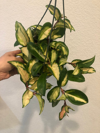 6 inch -highly variegated hard to find Hoya Krimson Princess, Hoya Carnosa Variegated-Tricolor hoya