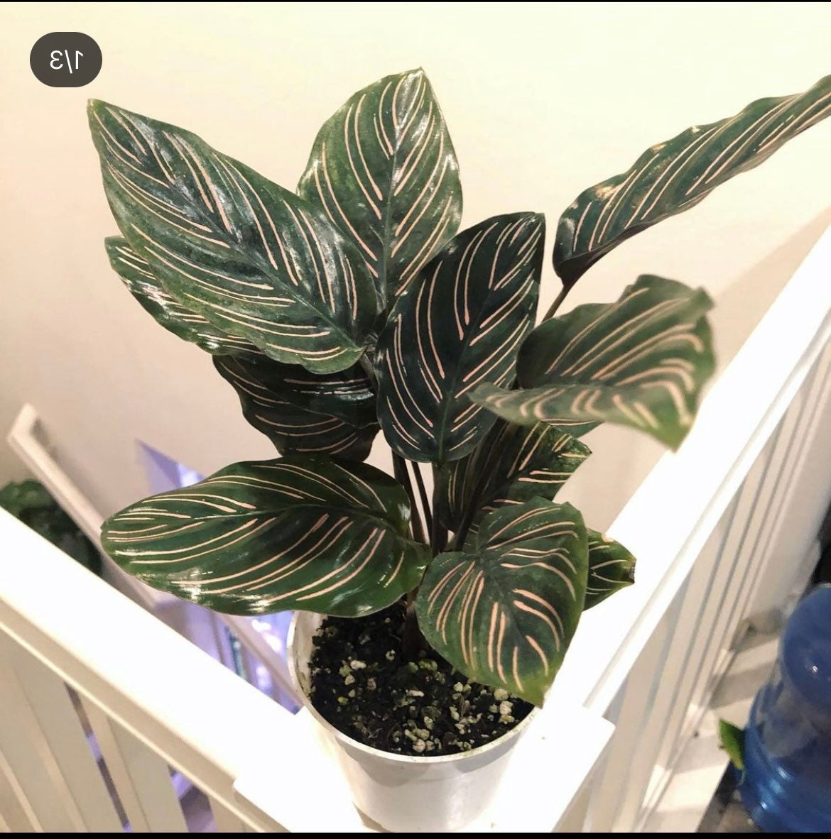 4&quot; Calathea Ornata , live house plant - air purifying plant-pet friendly