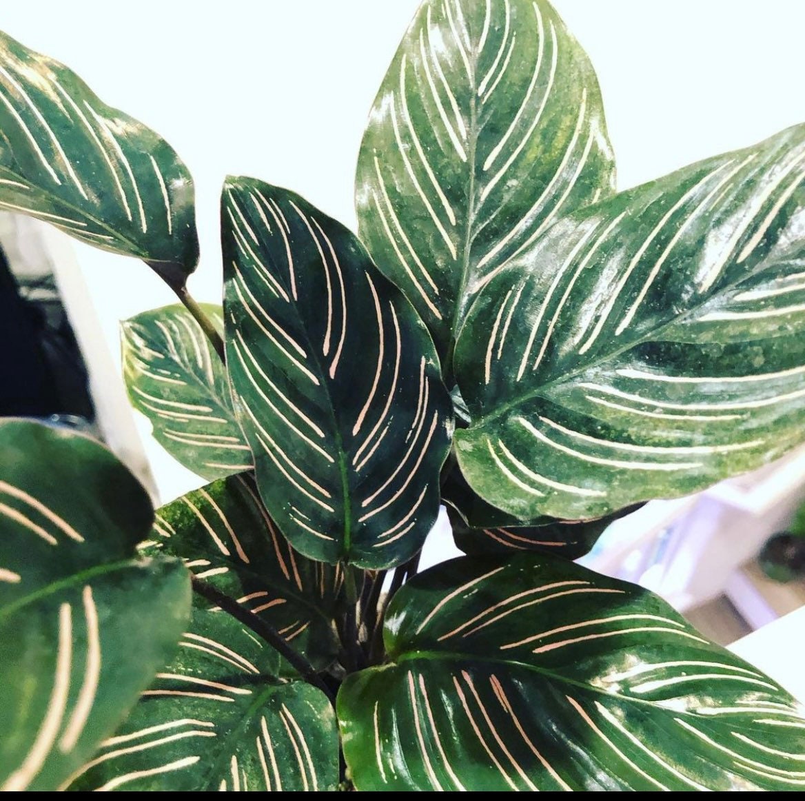 4&quot; Calathea Ornata , live house plant - air purifying plant-pet friendly