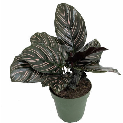 4&quot; Calathea Ornata , live house plant - air purifying plant-pet friendly