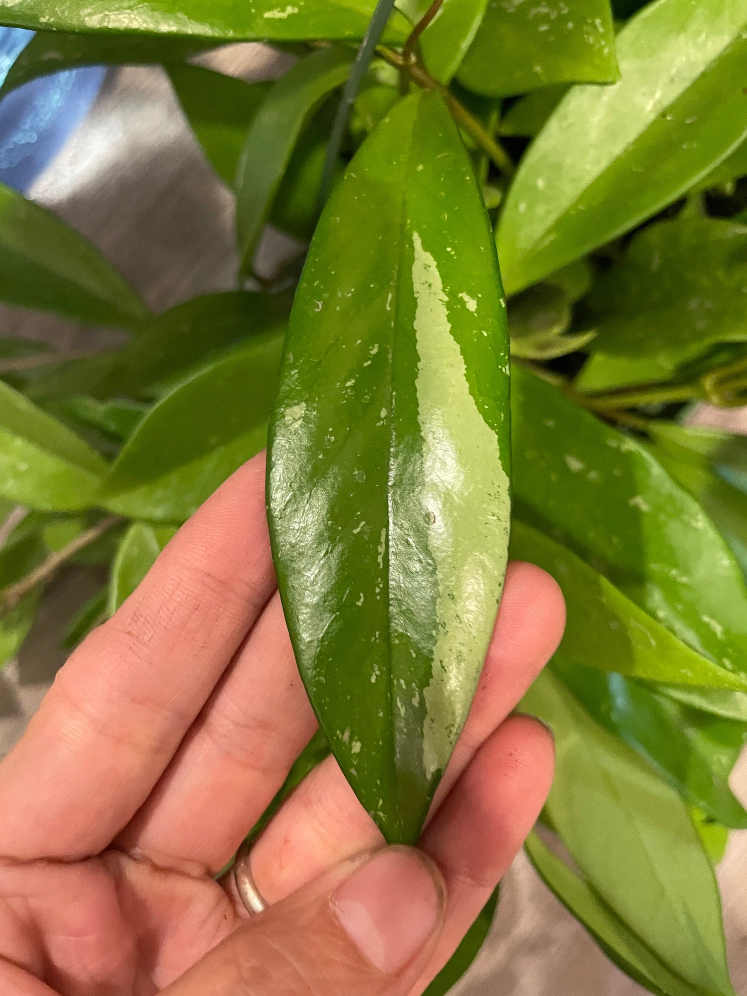 6 inch pots -2-3ft trailing Hoya publicalyx hybrid -similar to picture not exact