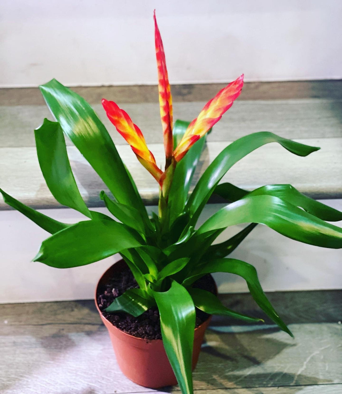 6 inch  potted 1ft tall -Bromeliad Vriesea vogue red- easy care keep water in flower cup! Hard to find this size