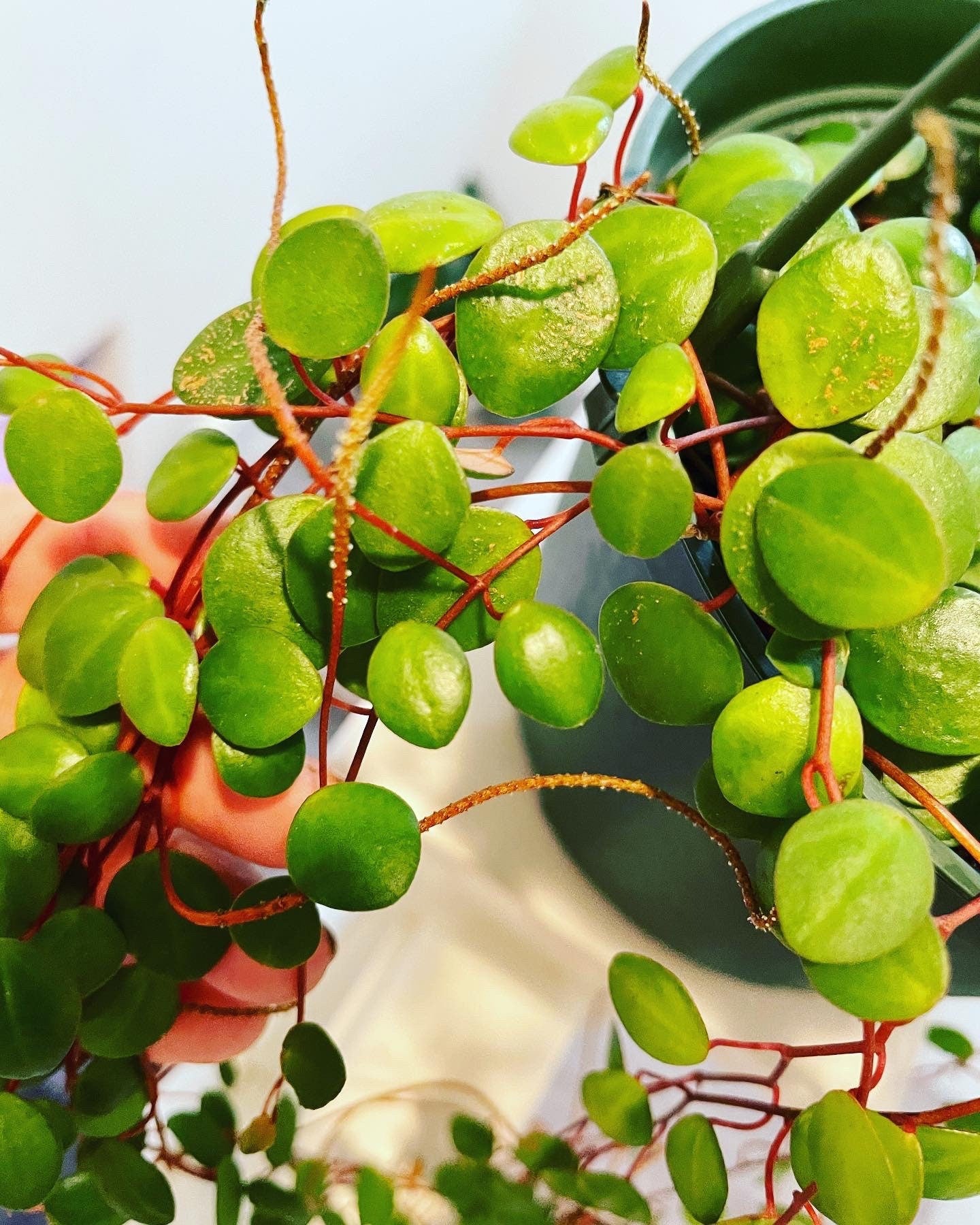 Peperomia Pepperspot Money Plant, Houseplant, Live Plant, Dorm Plant, Succulent-not exact plant -trailing