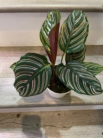 4&quot; Calathea Ornata , live house plant - air purifying plant-pet friendly