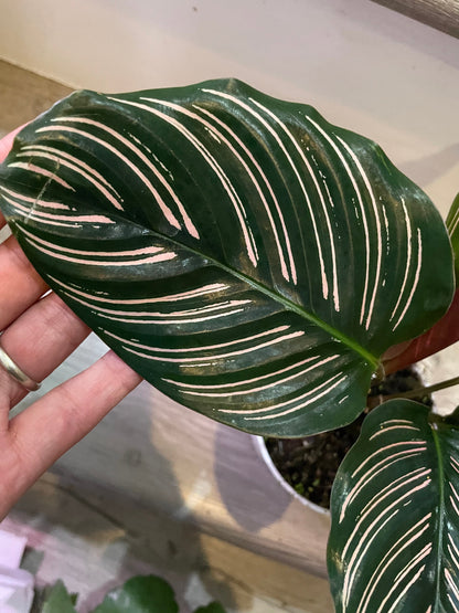 4&quot; Calathea Ornata , live house plant - air purifying plant-pet friendly